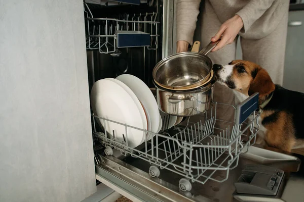 Woman Unloads Dishes Dishwasher — Stock Photo, Image