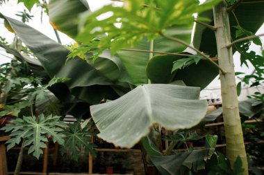 Ağaçtaki muz meyveleri