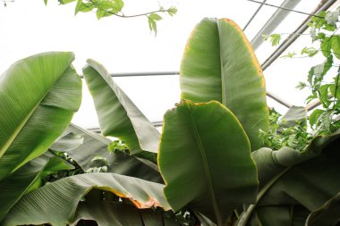 Ağaçtaki muz meyveleri