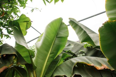 Ağaçtaki muz meyveleri