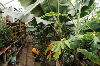 Çeşitli egzotik bitkilerle dolu bir sera.