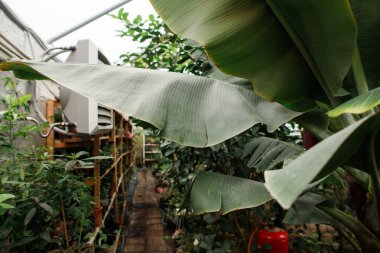 Çeşitli egzotik bitkilerle dolu bir sera.