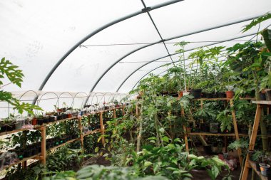 Çeşitli egzotik bitkilerle dolu bir sera.