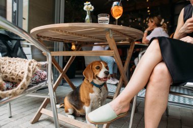 Kafedeki sevimli av köpeği.