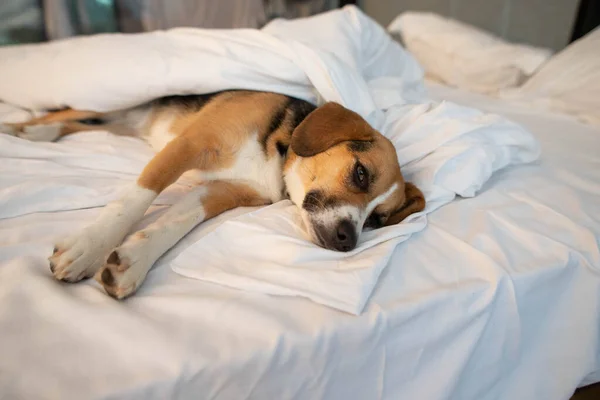 Сонний Бігль Собака Ліжку — стокове фото