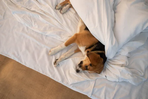 Сонний Бігль Собака Ліжку — стокове фото