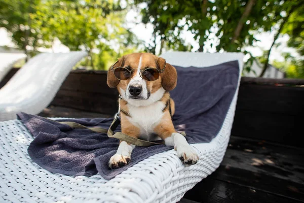 Милий Собака Окулярах Відпочиває Стільці Палуби — стокове фото