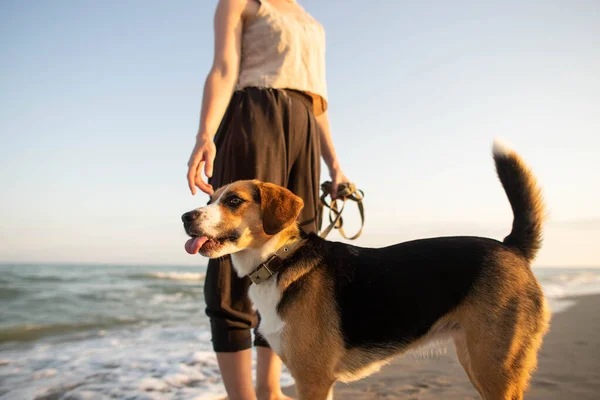 Deniz Kenarında Eğlenen Köpeği Olan Genç Bir Kadın — Stok fotoğraf