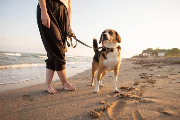 一位年轻女子带着一只小狗在海边玩得很开心 — 图库照片