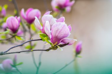 Manolya çiçek güneş ışığı altında