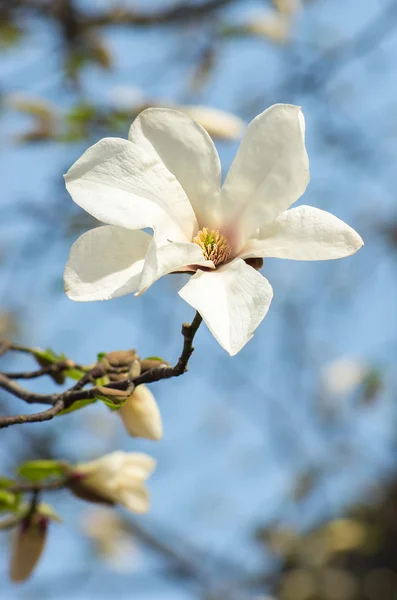 Květ Magnolie v slunečním světle — Stock fotografie