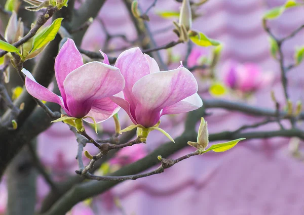 Flores de magnolia a la luz del sol — Foto de Stock