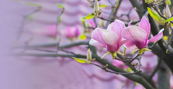 Magnolia flores na luz do sol — Fotografia de Stock