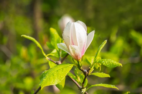 Květ Magnolie v kapky rosy — Stock fotografie