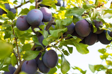 Olgun sulu erikler bir ağaç dalında