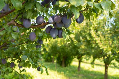 Olgun sulu erikler bir ağaç dalında