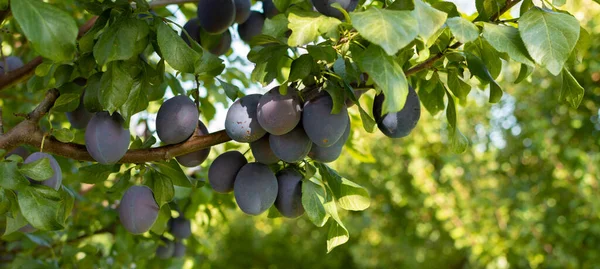 Ciruelas Jugosas Maduras Una Rama Árbol Imagen De Stock