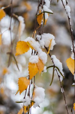 Taze karla kaplı sarı söğüt yapraklı dal. Kasım 'da kar. yumuşak odak