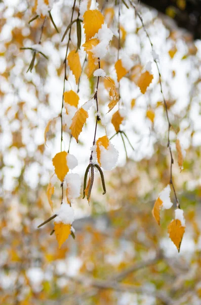 Zweig Mit Gelben Mit Neuschnee Bedeckten Weidenblättern Schnee November Weicher — Stockfoto