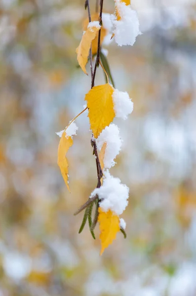 Zweig Mit Gelben Mit Neuschnee Bedeckten Weidenblättern Schnee November Weicher — Stockfoto