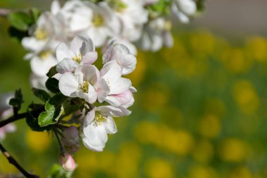 Elma ağacı dalı baharda bulanık bir zeminde çiçek açtı. 