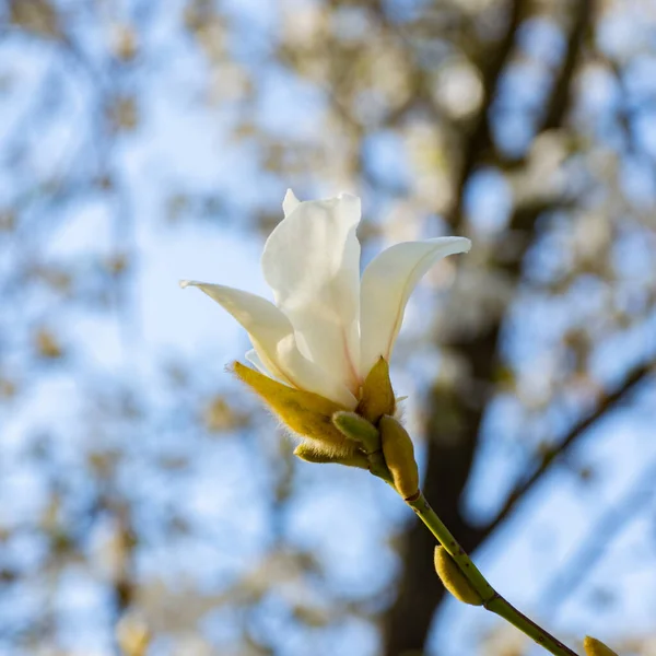 Gałąź Pączkami Białej Magnolii Kwitnie Tle Błękitnego Nieba Wczesną Wiosną — Zdjęcie stockowe