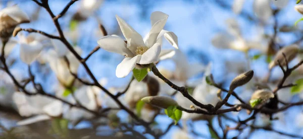 Gren Med Knoppar Vit Magnolia Blommar Bakgrund Blå Himmel Början — Stockfoto