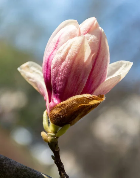 Gałąź Nieotwartymi Pączkami Różowo Białej Magnolii Kwitną Wczesną Wiosną — Zdjęcie stockowe