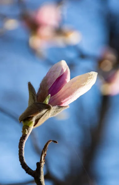 Gren Med Oöppnade Knoppar Rosa Vit Magnolia Blommar Tidigt Våren — Stockfoto