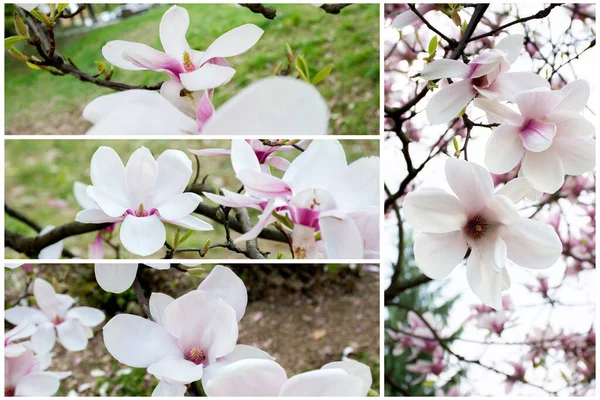 Collection Photos Blooming Magnolia Flowers Blurred Nature Background — Stock Photo, Image