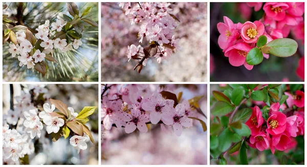 Collection Photos Sprig Blooming Cherry Early Spring Blurred Natural Background — Stock Photo, Image
