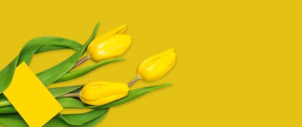 Sarı Bir Zemin Üzerinde Sarı Lale Çiçekleri Metin Için Boşluk — Stok fotoğraf