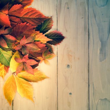 sonbahar: kırmızı üzüm leaves.vintage etkileri.