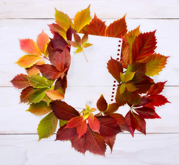 Autumn time: red grape leaves. — Stock Photo, Image