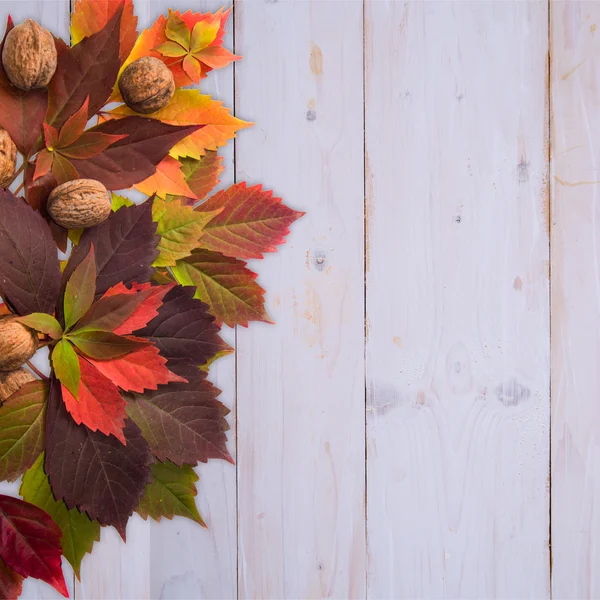 Tiempo de otoño: hojas de vid roja y nueces — Foto de Stock