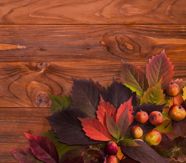 Hora de outono: folhas de videira vermelha e maçã selvagem . — Fotografia de Stock
