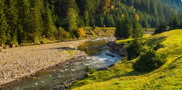 Hegyi folyó, a themountain folyó a fenyvesekben. — Stock Fotó