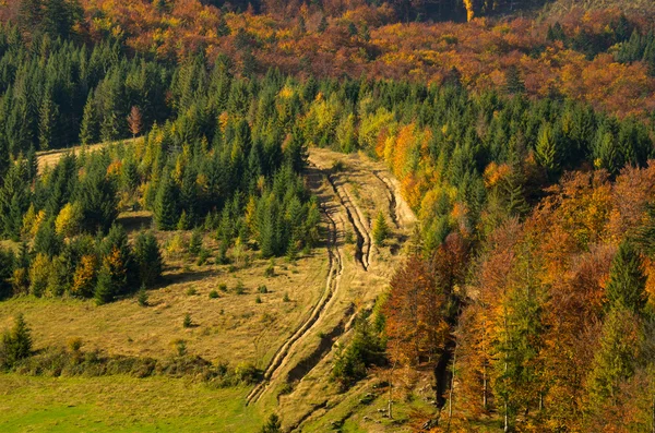 Karpackich lasów jesienią. — Zdjęcie stockowe
