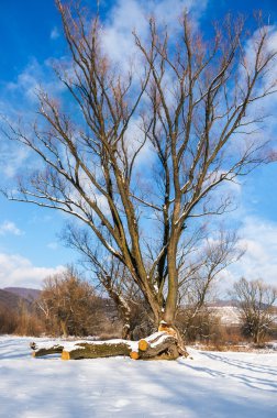 Kış mavi gökyüzüne karşı yalnız ağaç