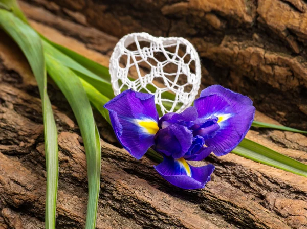 Färska blommor lila iris och hjärta — Stockfoto