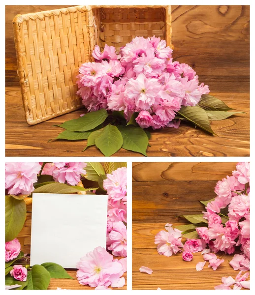 Collage of photos cherry blossoms. — Stock Photo, Image