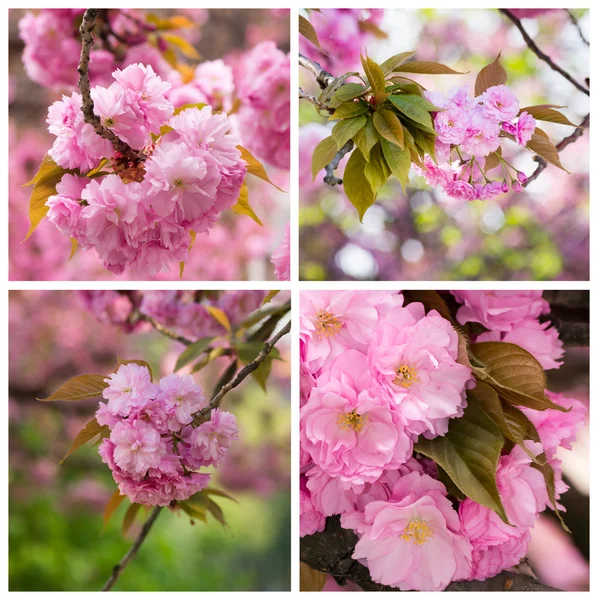 Collage with photos cherry blossom branch — Stock Photo, Image