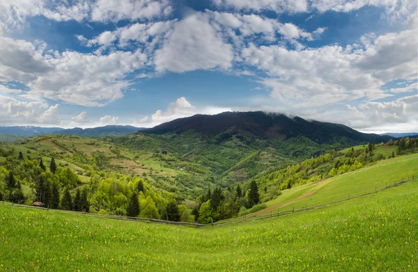 Dağ manzarası ile yeşil çayır ve çam ormanı uzakta — Stok fotoğraf