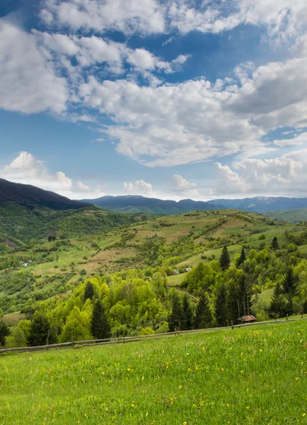 Green meadow and pine forest in the Carpathian Mountains away. — Stock Photo, Image