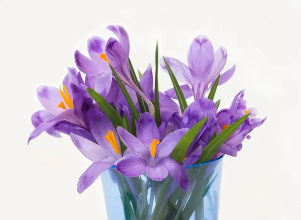 Violet Fleurs de crocus de printemps . — Photo