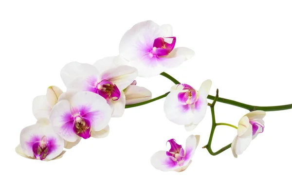 Twig orchid Stock Photo