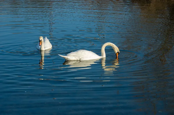 Zwei weiße Schwäne auf herbstlich blauem Teich — Stockfoto