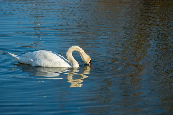 White swan on autumnal blue pond — Stock Photo, Image