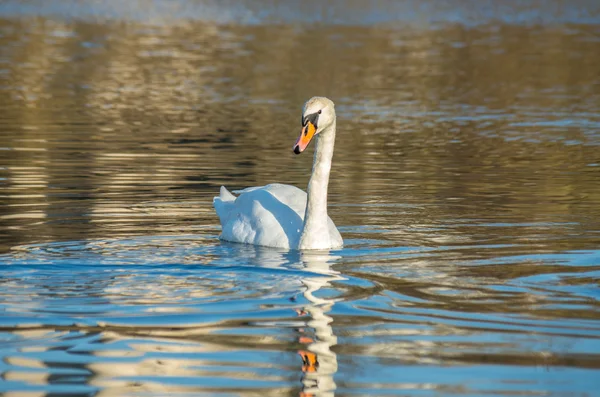 Weißer Schwan auf herbstlich blauem Teich — Stockfoto