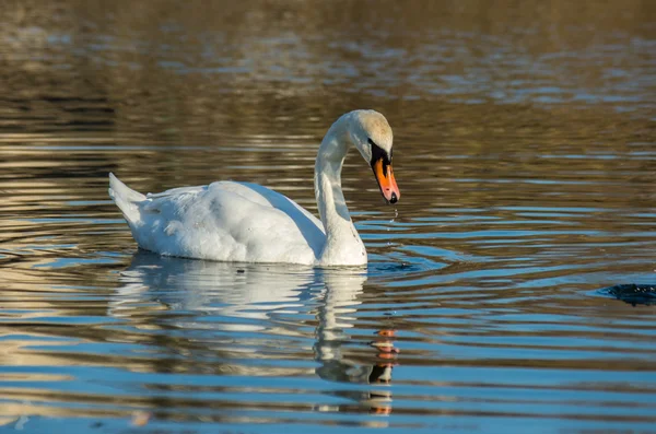 Weißer Schwan auf herbstlich blauem Teich — Stockfoto